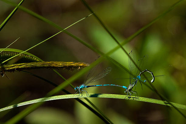 Dragonflies mating stock photo