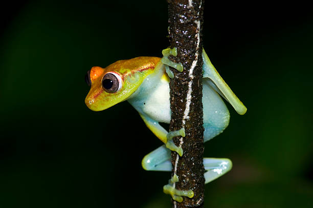 Yellow Frog stock photo