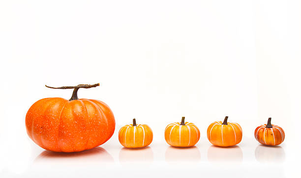 Line of pumpkins on a white background stock photo