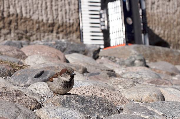 A house sparrow (Passer domesticus) (in focus) posing in front of an accordion (blurred) leaning against a stone wall.