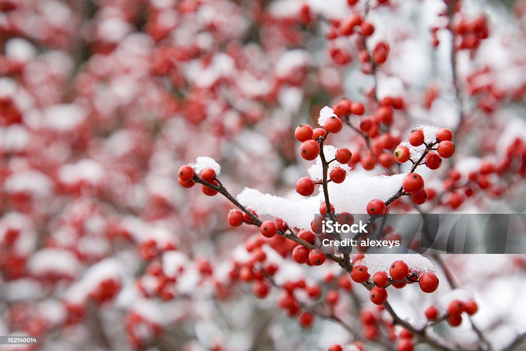 Hawthorn Beeren - Lizenzfrei Beere - Obst Stock-Foto