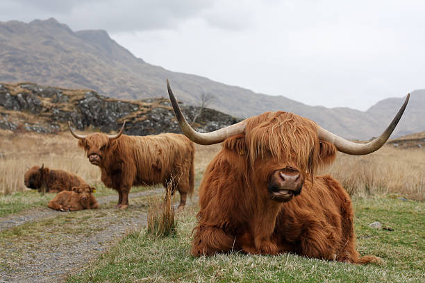 istock Highland Cattle in Scotland 152140078