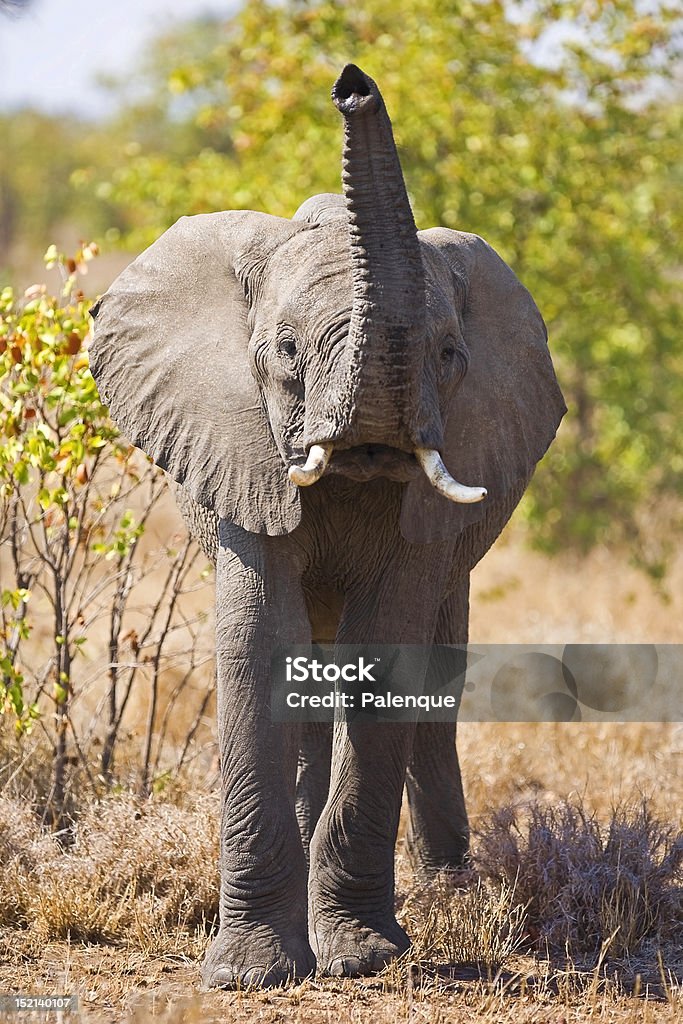 Elefante africano en parque nacional de Kruger, Sudáfrica - Foto de stock de Aire libre libre de derechos