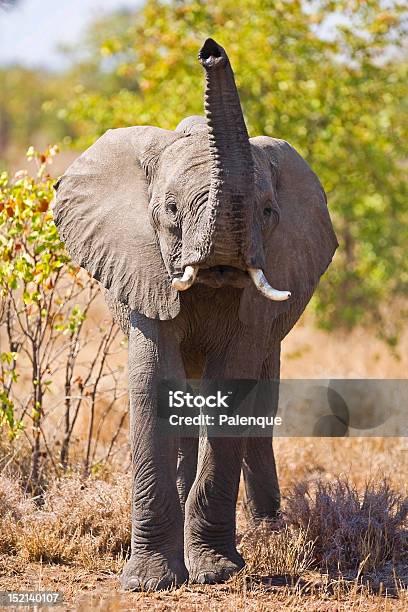 Elefante Africano En Parque Nacional De Kruger Sudáfrica Foto de stock y más banco de imágenes de Aire libre