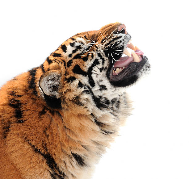 istock Tiger with bared fangs  isolated on the white 152140112