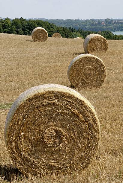 Harvested Corn Field stock photo