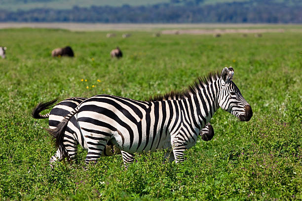 istock Zebras in the Ngorongoro Crater 152140159