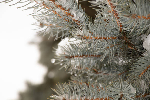 istock tree in winter outdoors in the snow in the afternoon 1521402724