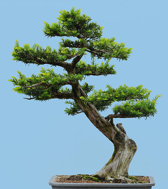 istock Japanese Yew Bonsai 152140590