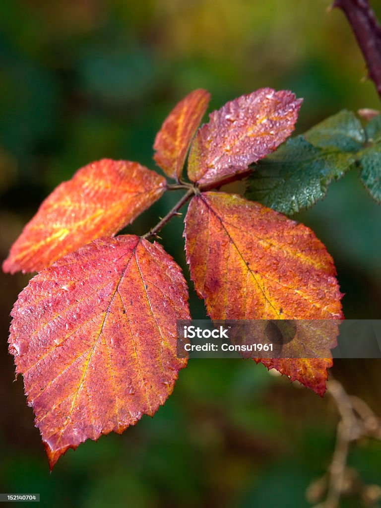 Autumnal hojas - Foto de stock de Color de hoja otoñal libre de derechos