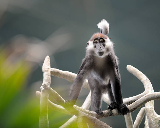 Redcapped Mangabey Stock Photo - Download Image Now - Animal, Branch -  Plant Part, Brown - iStock
