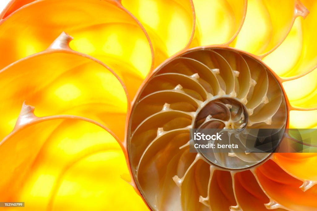 Seção de concha de nautilus - Foto de stock de Abstrato royalty-free