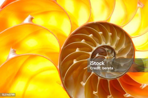 Foto de Seção De Concha De Nautilus e mais fotos de stock de Abstrato - Abstrato, Animal, Beleza natural - Natureza