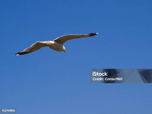 Gaviota Foto de stock y más banco de imágenes de Aire libre - Aire libre, Animales salvajes, Ave marina