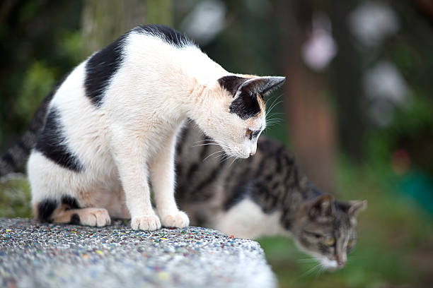 istock Cat in Taiwan's Hou tunnel 152141197