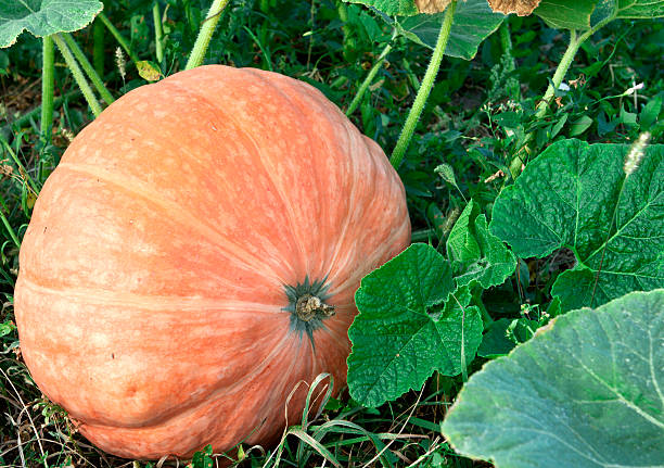 istock Pumpkin in the garden. 152141333