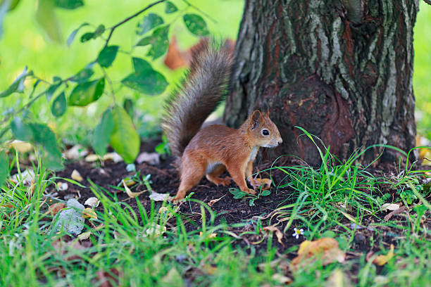 istock Portrait of a little squirrel 152141356