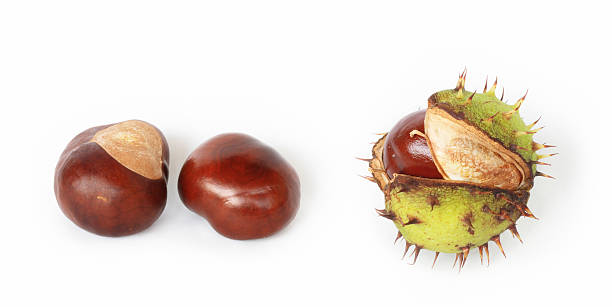 Chestnuts Pair of brown chestnuts and one chestnut in shell isolated on white background. Close up details of single horse chestnut shell opened to display nut chestnut isolated single object autumn stock pictures, royalty-free photos & images