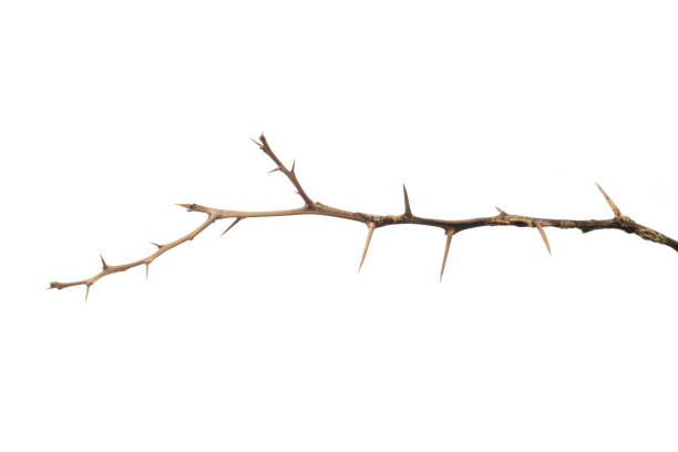 istock Dead lemon branches of a tree, Dry tree branch, Dry branches with cracked dark bark, Lemon branch with thorns. 1521414598