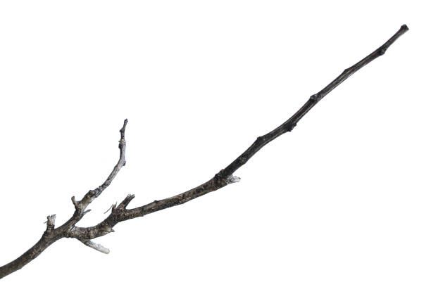 istock Dead branches of a tree, Dry tree branch, Dry branches with cracked dark bark. 1521414599