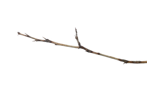 istock Dead lemon branches of a tree, Dry tree branch, Dry branches with cracked dark bark, Lemon branch with thorns. 1521414612