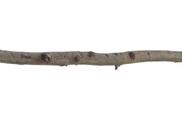 istock Dead tamarind branches of a tree, Dry tree branch, Dry branches with cracked dark bark. 1521415134
