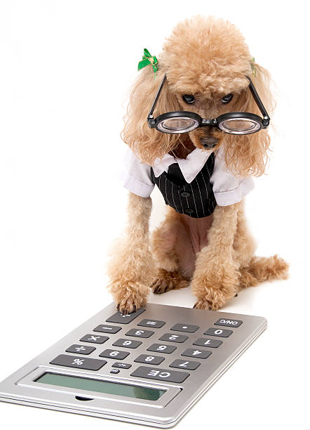 istock Poodle wearing clothes and glasses, with a calculator 152141741