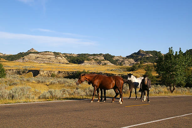 istock Feral Horses on Road With Badlands Buttes in Background 152141810