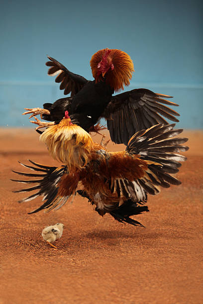 Fighting cocks Two fighting cocks with a small chicken in Brazil. cockerel photos stock pictures, royalty-free photos & images