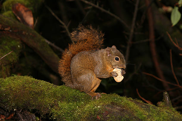 다람쥐 식사 쿠키 스톡 사진