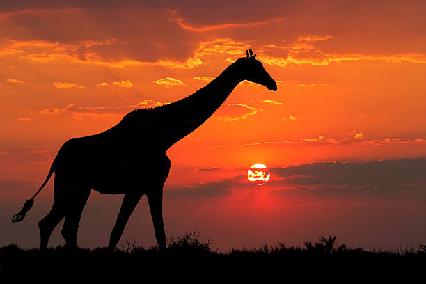 istock Giraffe's silhouette during evening as it crosses Sahara 152142003