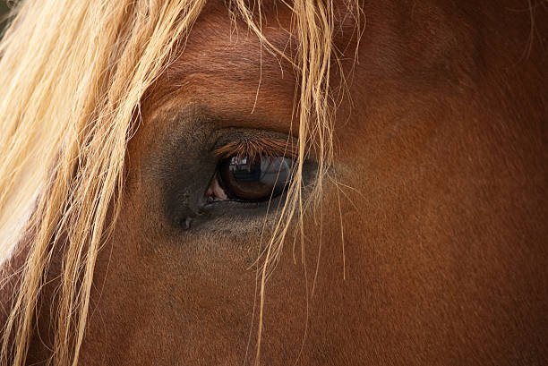 Cheval s eye - Photo