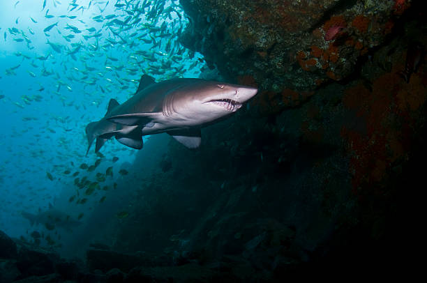 gris requin-nourrice en cave - sand tiger shark photos et images de collection