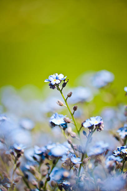 istock beautiful blue little flowers blooming in the spring 152142406