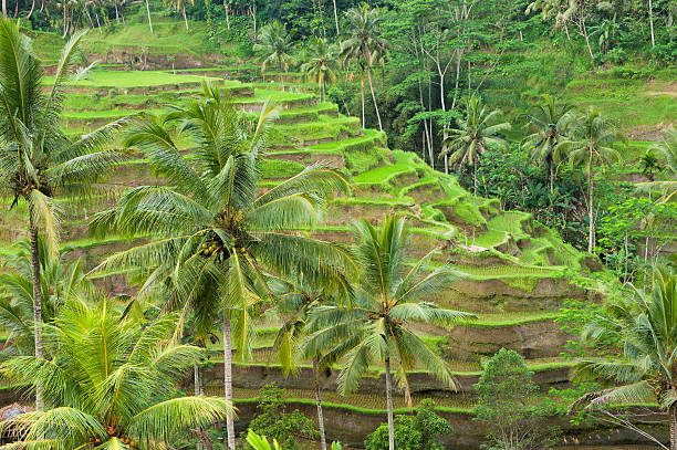 istock rice terraces of bali, indonesia 152142493