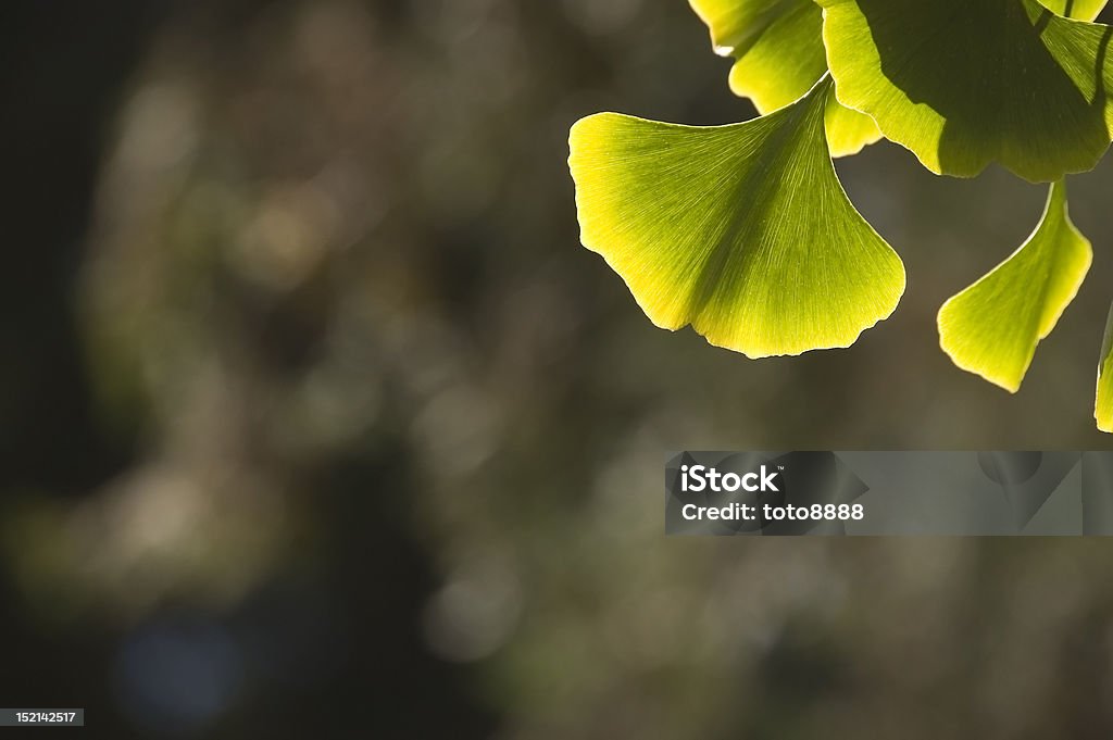 Nahaufnahme von Ginkgo Blätter - Lizenzfrei Alternative Behandlungsmethode Stock-Foto