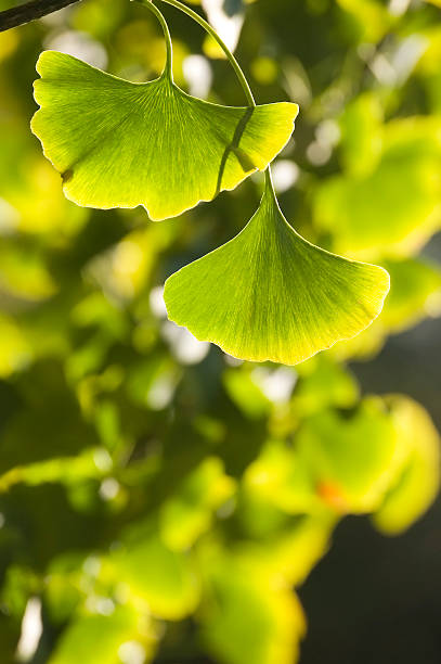 istock Close-up of Ginkgo leaves 152142529