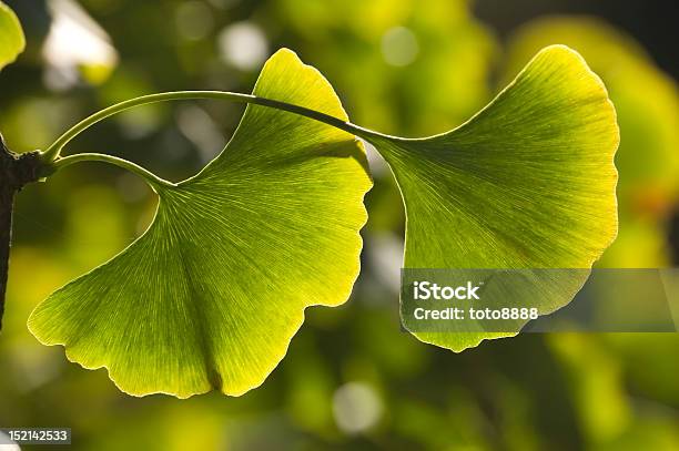 Nahaufnahme Von Ginkgo Blätter Stockfoto und mehr Bilder von Ginkgobaum - Ginkgobaum, Gingko, Ast - Pflanzenbestandteil