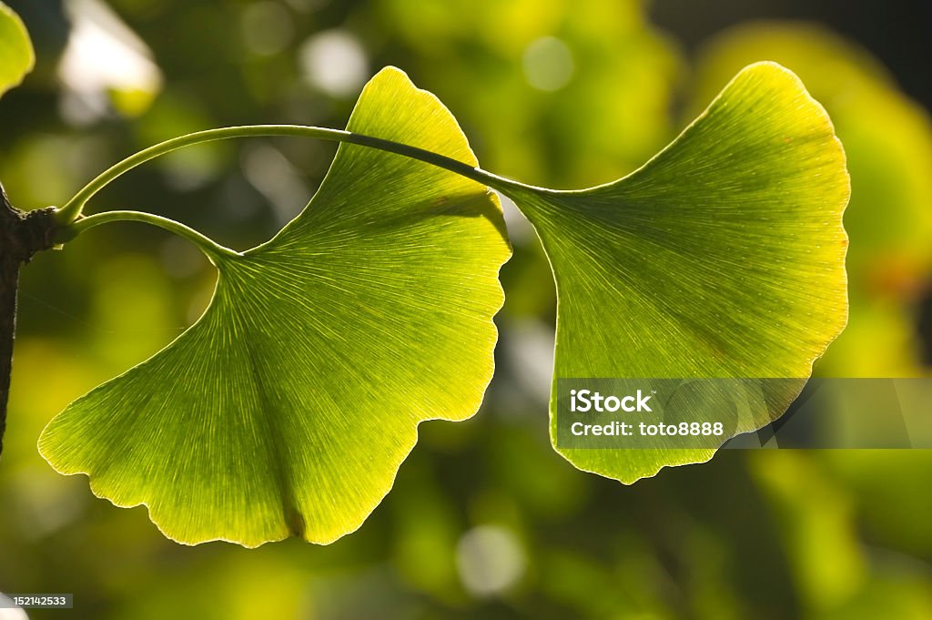 Close-up di Ginkgo foglie - Foto stock royalty-free di Ginko Biloba