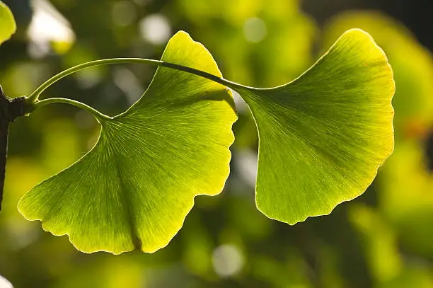 Close-up of  green  leaves (Ginkgo biloba). Shallow DOF.