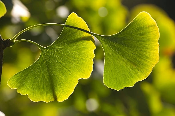 close-up de ginkgo folhas - ginkgo ginkgo tree chinese medicine ayurveda - fotografias e filmes do acervo