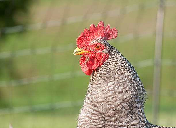 istock Barred rock rooster with fence in background 152142609