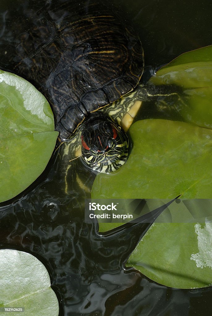 Turtle en el estanque del lirio - Foto de stock de Agua libre de derechos
