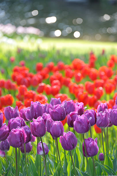 Tulip Purple&Red stock photo