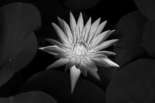 Lotus Flower in bloom.  Kenilworth Park and Aquatic Gardens, Washington, DC