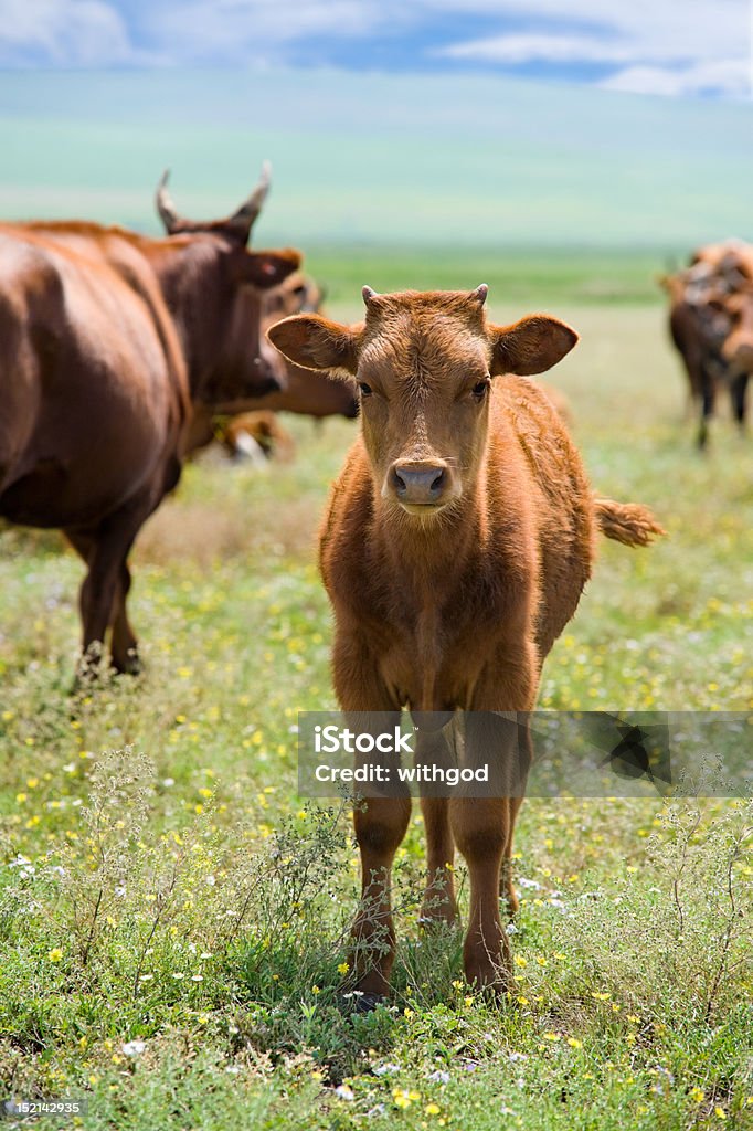 Filhote de verão meadow - Foto de stock de Agricultura royalty-free