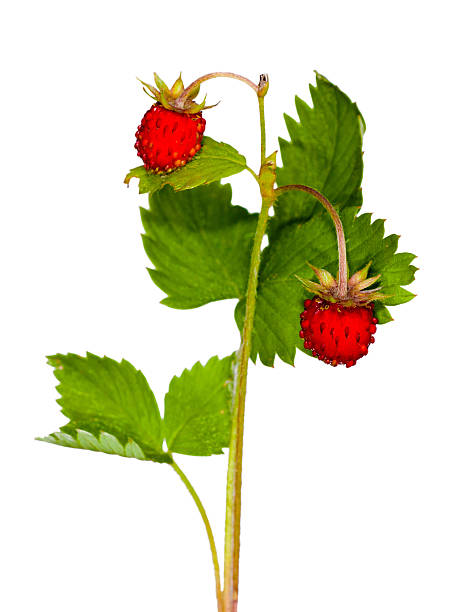 istock wild strawberry with green leaves 152143107