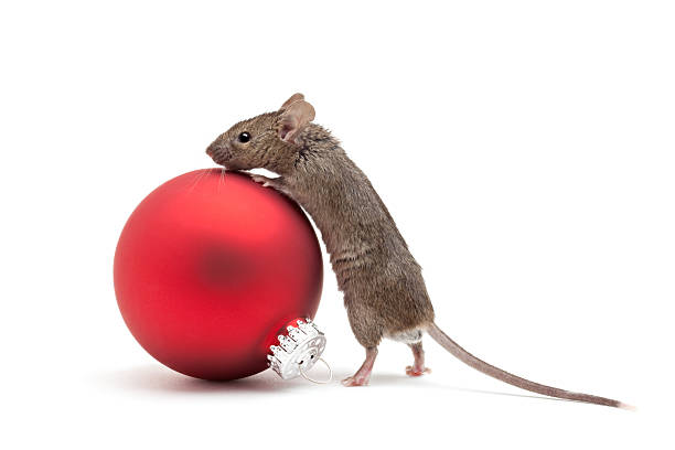 Christmas mouse and bauble isolated stock photo