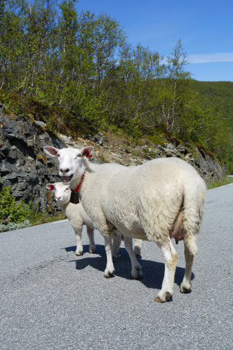 ewe with lamb on a road