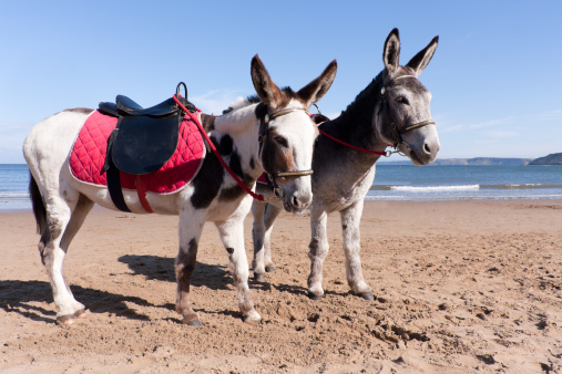 Two cute long earred donkeys stand waiting for customers at the sea-side.